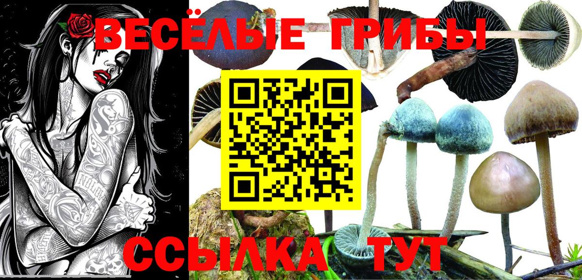 Псилоцибиновые грибы Cubensis Чайковский